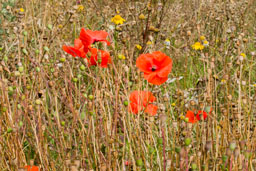 papaveraceae gallery