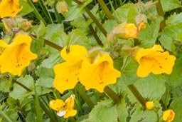 yellow monkeyflower