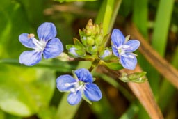 brooklime