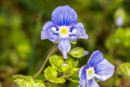 common field speedwell