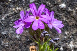 fairy foxglove