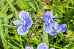 germander speedwell