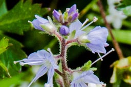 heath speedwell