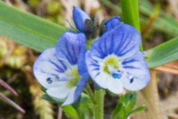 thyme-leaved speedwell 