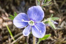 wood speedwell 