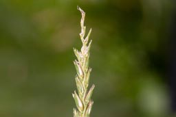 crested dog's-tail