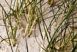 marram grass