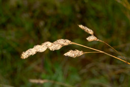 poaceae gallery