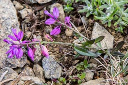 polygalaceae gallery