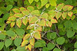 japanese knotweed