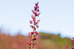 sheep's sorrel