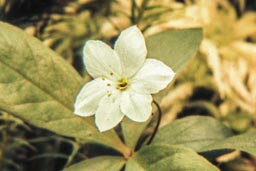 chickweed wintergreen