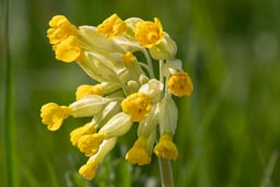 cowslip