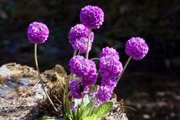 drumstick primula