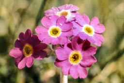 scottish primrose