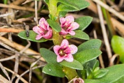 sea milkwort