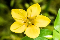 yellow pimpernel