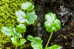 alpine meadow-rue