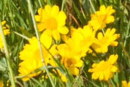 corn marigold