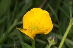 creeping buttercup