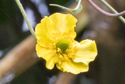 greater spearwort