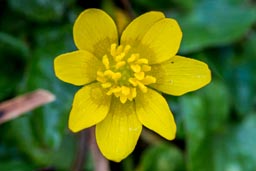 lesser celandine