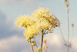 lesser meadow-rue