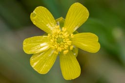 lesser spearwort