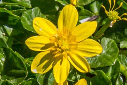 marsh marigold