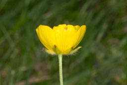 meadow buttercup