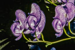 monkshood