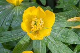 winter aconite