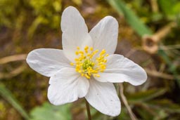 wood anemone