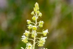 wild mignonette