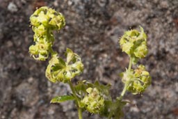 alpine lady's mantle