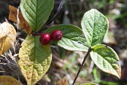 cotoneaster