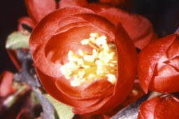 flowering quince