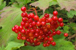 guelder rose