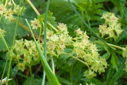 lady's mantle