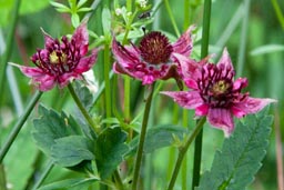 marsh cinquefoil