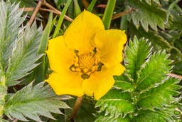 silverweed