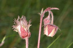 water avens