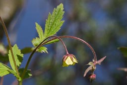 Water x Wood Avens hybrid 