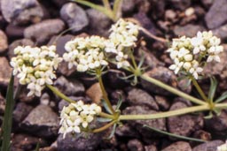 heath bedstraw