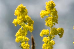 lady's bedstraw