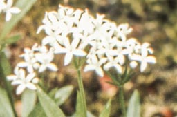 scented bedstraw