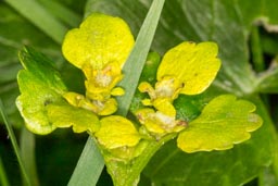 Alternate-leaved golden Saxifrage