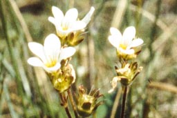 meadow saxifrage