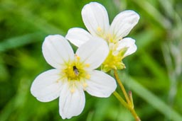 mossy saxifrage