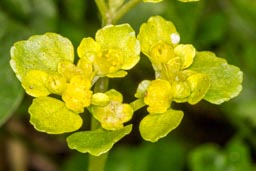 opposite-leaved golden saxifrage